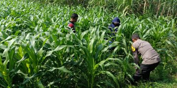Polisi dan Petani Tingkatkan Program Swasembada Jagung, Pantau Lahan Jagung Desa Kedungsukodani