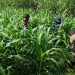 Polisi dan Petani Tingkatkan Program Swasembada Jagung, Pantau Lahan Jagung Desa Kedungsukodani