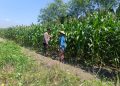 Bhabinkamtibmas Polsek Candi Turun Langsung Pantau Pertumbuhan Jagung di Desa Durungbedug