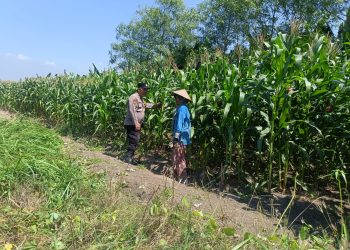 Bhabinkamtibmas Polsek Candi Turun Langsung Pantau Pertumbuhan Jagung di Desa Durungbedug