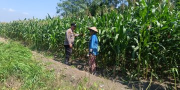 Bhabinkamtibmas Polsek Candi Turun Langsung Pantau Pertumbuhan Jagung di Desa Durungbedug