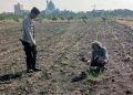 Polsek Taman Masifkan Bhabinkamtibmas Turut Pantau Gerakan Ketahanan Pangan Petani