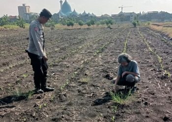 Polsek Taman Masifkan Bhabinkamtibmas Turut Pantau Gerakan Ketahanan Pangan Petani