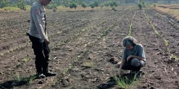 Polsek Taman Masifkan Bhabinkamtibmas Turut Pantau Gerakan Ketahanan Pangan Petani