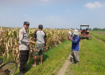 Kapolsek Prambon Masifkan Bhabinkamtibmas Sambang Petani, Guna Dongkrak Swasembada Pangan