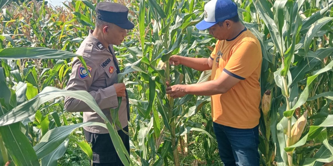Jalin Kedekatan dengan Petani, Anggota Polsek Tarik Patroli dan Pantau Lahan Jagung