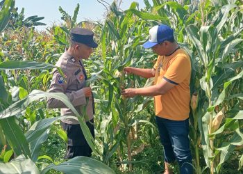 Jalin Kedekatan dengan Petani, Anggota Polsek Tarik Patroli dan Pantau Lahan Jagung