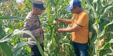 Jalin Kedekatan dengan Petani, Anggota Polsek Tarik Patroli dan Pantau Lahan Jagung