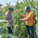 Jalin Kedekatan dengan Petani, Anggota Polsek Tarik Patroli dan Pantau Lahan Jagung