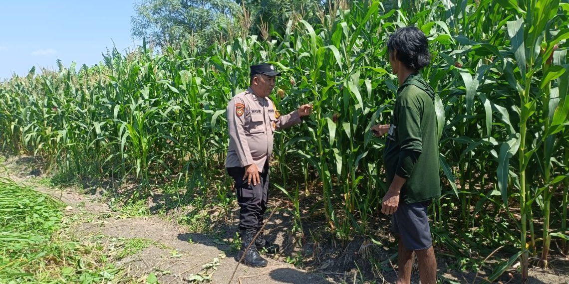 Dukung Ketahanan Pangan, Polsek Candi Pantau Perkembangan Lahan Jagung