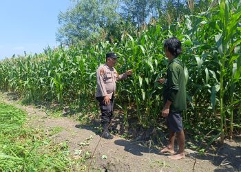 Dukung Ketahanan Pangan, Polsek Candi Pantau Perkembangan Lahan Jagung