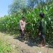 Dukung Ketahanan Pangan, Polsek Candi Pantau Perkembangan Lahan Jagung