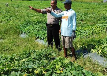 Polsek Tanggulangin Tinjau Lokasi Rencana Tanam Jagung Hibrida di Kedensari