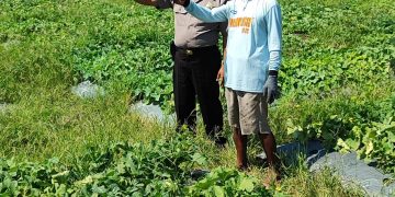 Polsek Tanggulangin Tinjau Lokasi Rencana Tanam Jagung Hibrida di Kedensari