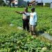 Polsek Tanggulangin Tinjau Lokasi Rencana Tanam Jagung Hibrida di Kedensari