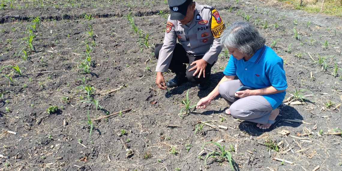 Polsek Taman Patroli Ketahanan Pangan Beri Semangat Petani Tingkatkan Panen