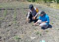 Polsek Taman Patroli Ketahanan Pangan Beri Semangat Petani Tingkatkan Panen