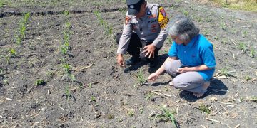 Polsek Taman Patroli Ketahanan Pangan Beri Semangat Petani Tingkatkan Panen