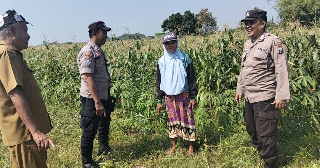 Polisi dan Petani Kelola Tanaman Jagung di Desa Kemantren