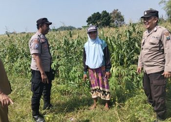 Polisi dan Petani Kelola Tanaman Jagung di Desa Kemantren