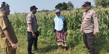 Polisi dan Petani Kelola Tanaman Jagung di Desa Kemantren