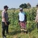 Polisi dan Petani Kelola Tanaman Jagung di Desa Kemantren