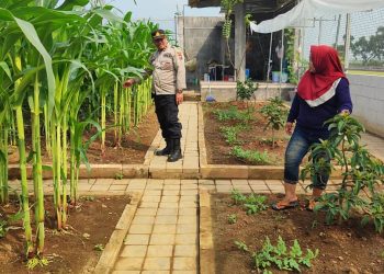Polisi Sambangi Lahan Jagung Desa Randegan, Ajak Petani Dongkrak Swasembada Pangan