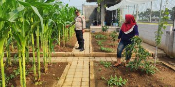 Polisi Sambangi Lahan Jagung Desa Randegan, Ajak Petani Dongkrak Swasembada Pangan