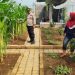 Polisi Sambangi Lahan Jagung Desa Randegan, Ajak Petani Dongkrak Swasembada Pangan