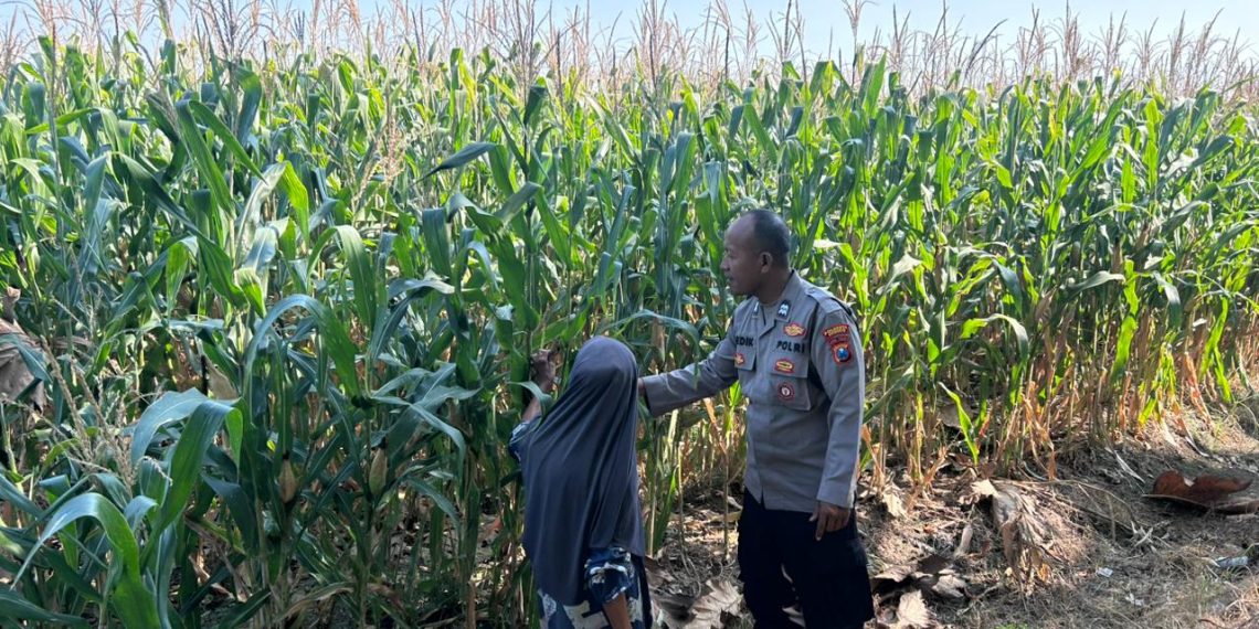 Jelang Panen, Polisi Pantau Tanaman Jagung Petani Binaan di Desa Bulang Prambon