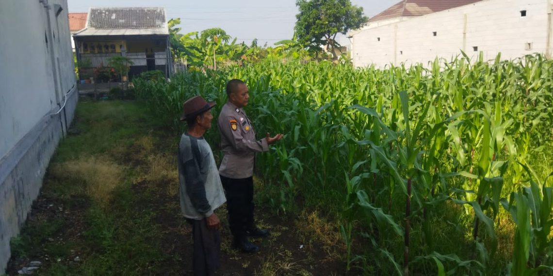 Polsek Sedati Dampingi Perawatan Jagung di Pekarangan Warga Desa Buncitan