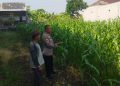 Polsek Sedati Dampingi Perawatan Jagung di Pekarangan Warga Desa Buncitan
