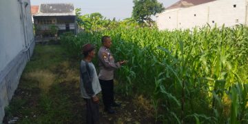 Polsek Sedati Dampingi Perawatan Jagung di Pekarangan Warga Desa Buncitan
