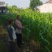 Polsek Sedati Dampingi Perawatan Jagung di Pekarangan Warga Desa Buncitan