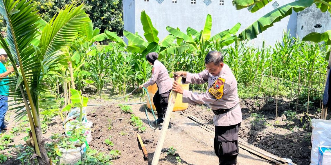 Polsek Waru Optimistis Tanam Jagung Berhasil