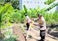 Polsek Waru Optimistis Tanam Jagung Berhasil
