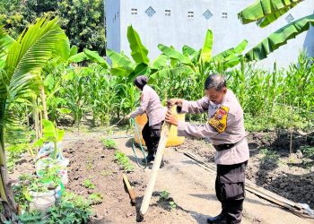 Polsek Waru Optimistis Tanam Jagung Berhasil