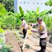 Polsek Waru Optimistis Tanam Jagung Berhasil