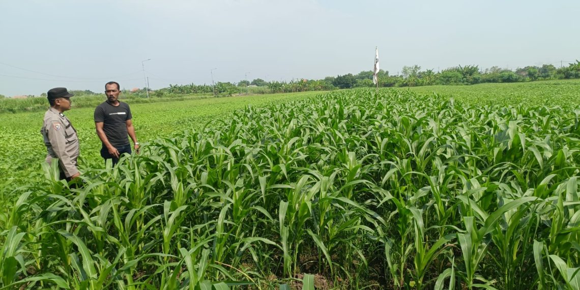 Bhabinkamtibmas Polsek Wonoayu dan Petani Pantau Perkembangan Tanaman Jagung