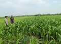 Bhabinkamtibmas Polsek Wonoayu dan Petani Pantau Perkembangan Tanaman Jagung