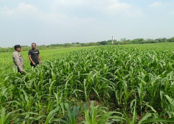 Bhabinkamtibmas Polsek Wonoayu dan Petani Pantau Perkembangan Tanaman Jagung