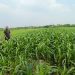 Bhabinkamtibmas Polsek Wonoayu dan Petani Pantau Perkembangan Tanaman Jagung