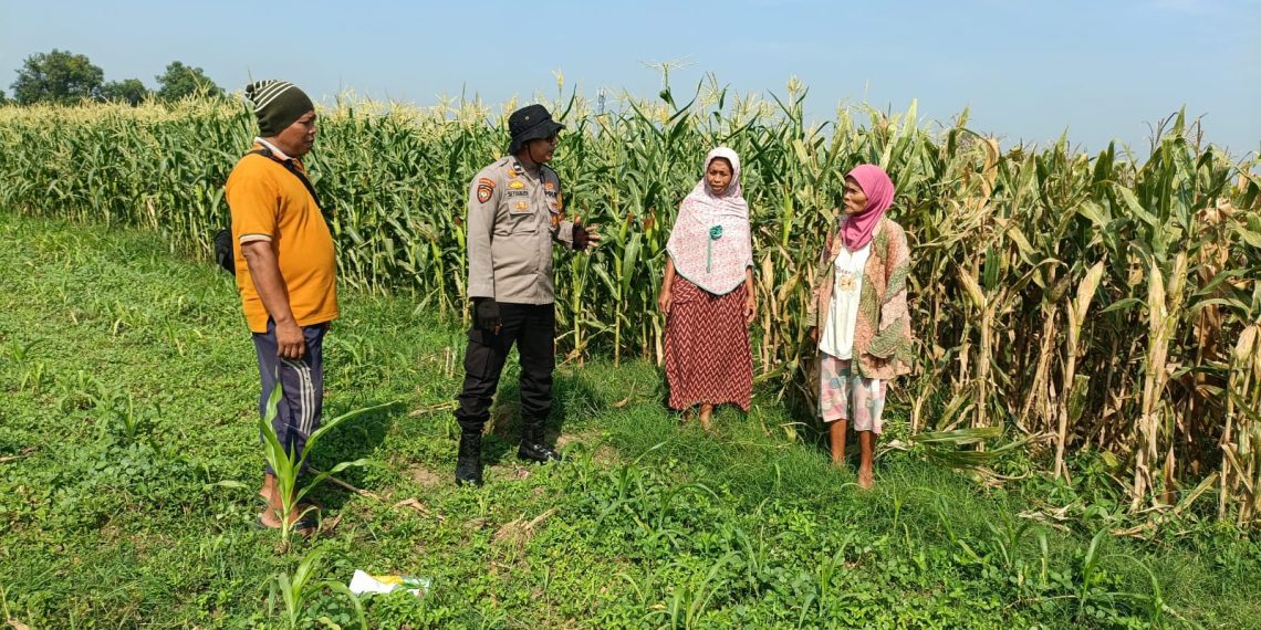 Swasembada Pangan Nasional dengan Kelola Lahan Jagung di Balongbendo