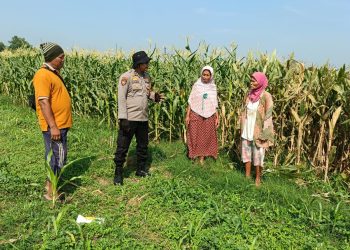 Swasembada Pangan Nasional dengan Kelola Lahan Jagung di Balongbendo