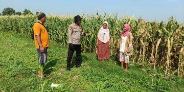 Swasembada Pangan Nasional dengan Kelola Lahan Jagung di Balongbendo