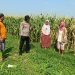 Swasembada Pangan Nasional dengan Kelola Lahan Jagung di Balongbendo