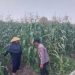 Dampingi Petani, Polsek Sidoarjo Kota Dukung Swasembada Pangan