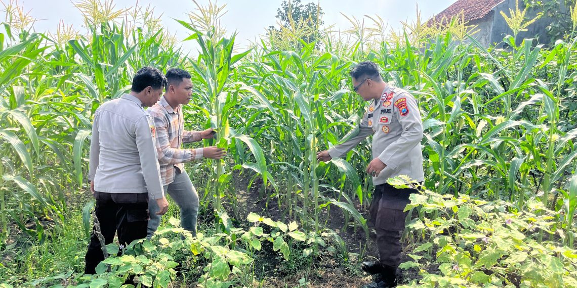 Polsek Krembung Dampingi Petani Rawat Tanaman Jagung