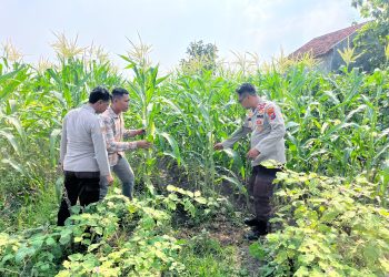 Polsek Krembung Dampingi Petani Rawat Tanaman Jagung