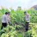 Polsek Krembung Dampingi Petani Rawat Tanaman Jagung